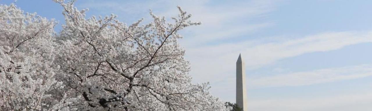 Blooming cherry tree and Washington monument